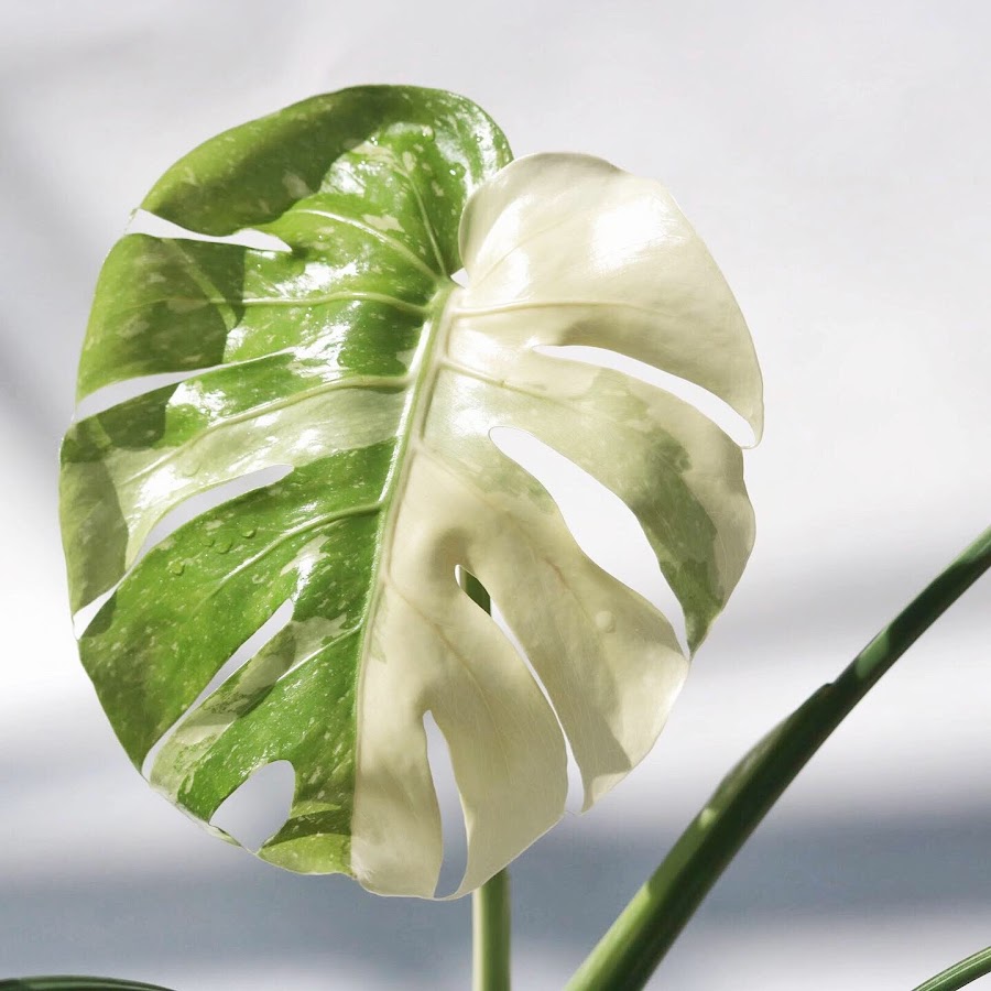 AKedOLR2k7G5Sr5_RzpuYibNzXC7_z8I8E_sbc_a8LoWFw=s900ckc0x00ffffffnorj