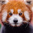 Just a red panda