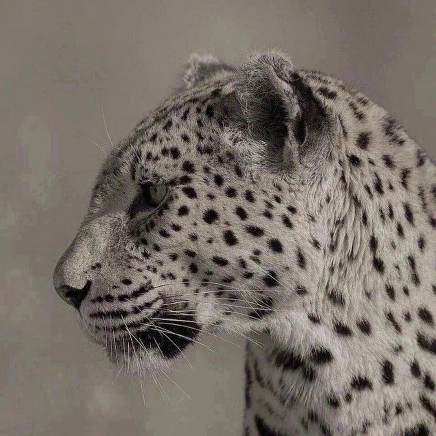 Картинки метана певца