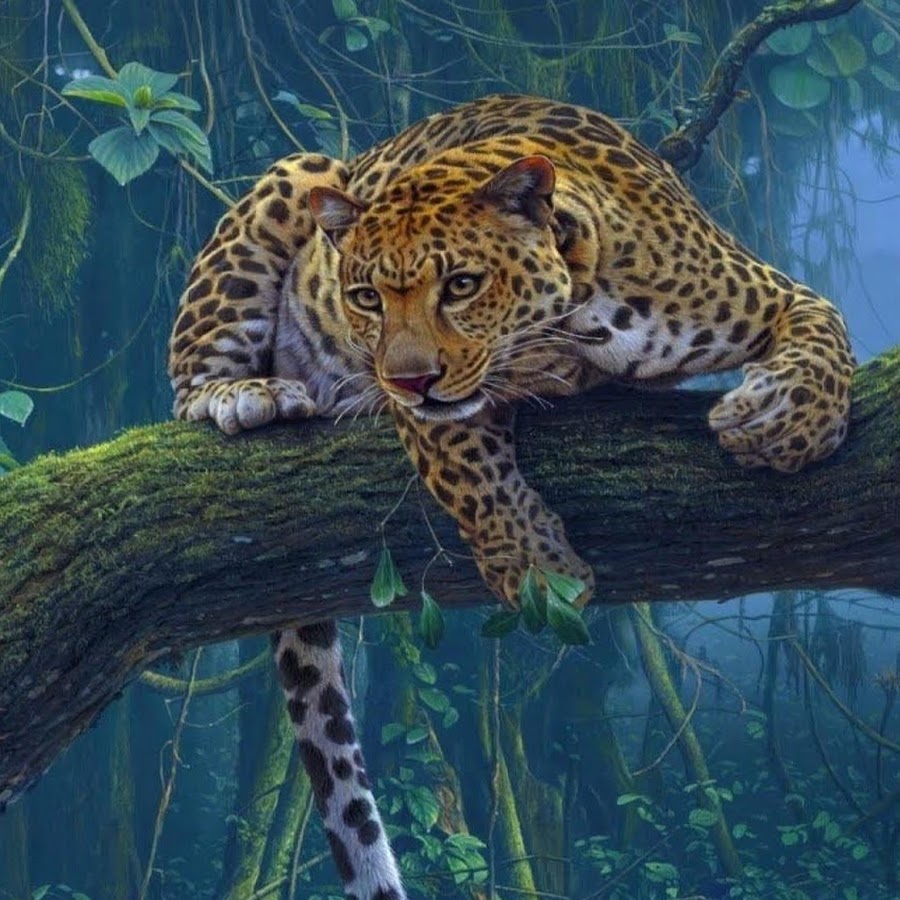 Животные мира