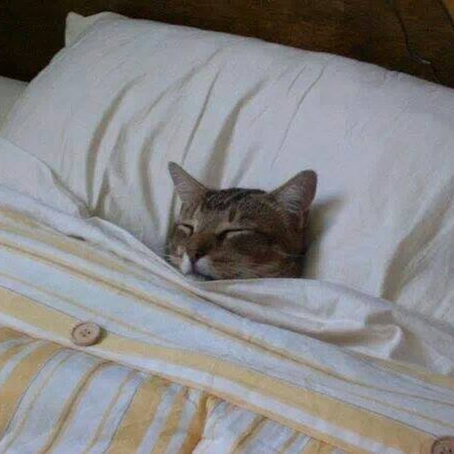 Котик в кровати под одеялом