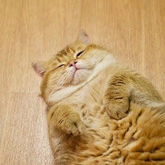 Hosico Cat thumbnail