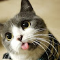 Comment est fait l'œil d'un chat ?