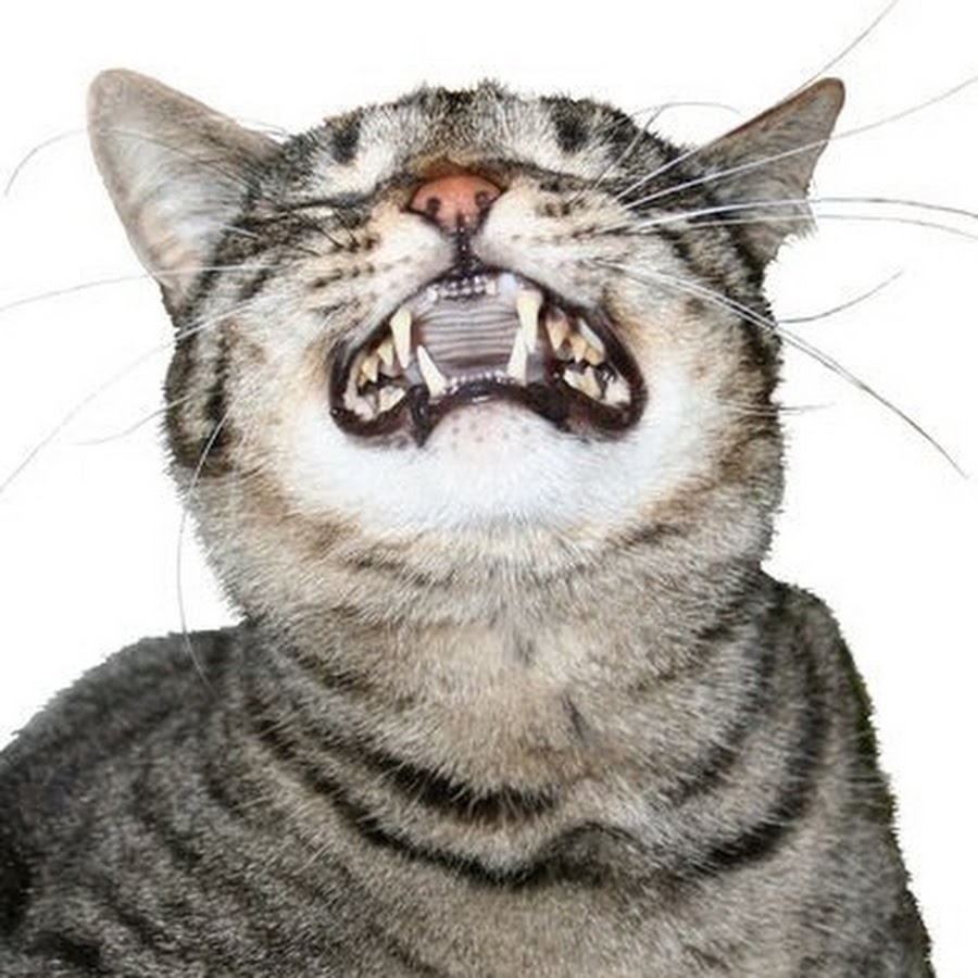 Картинка орущий кот мем