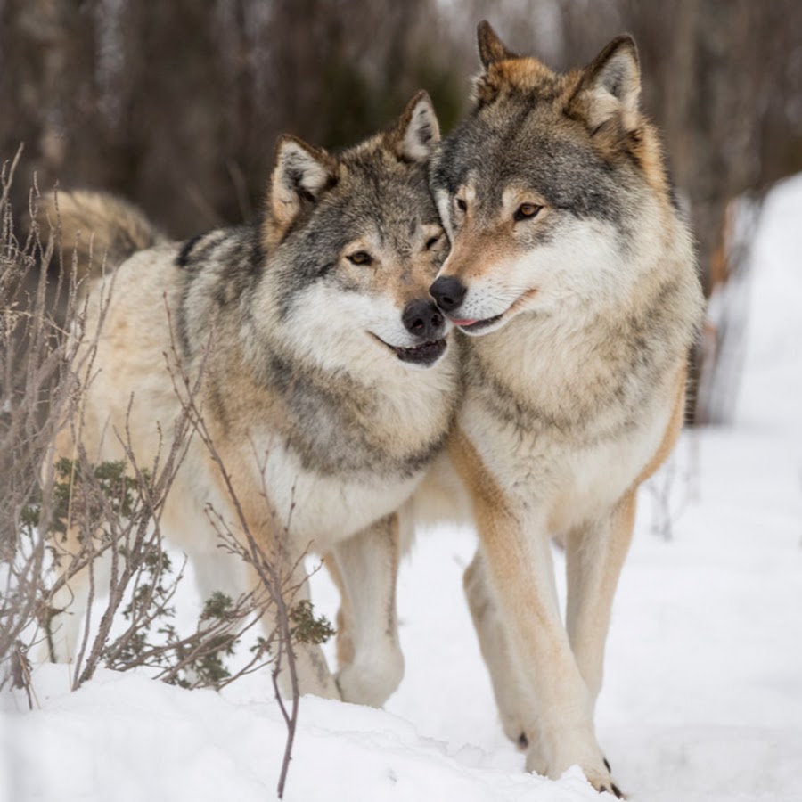 Love Wolf vids