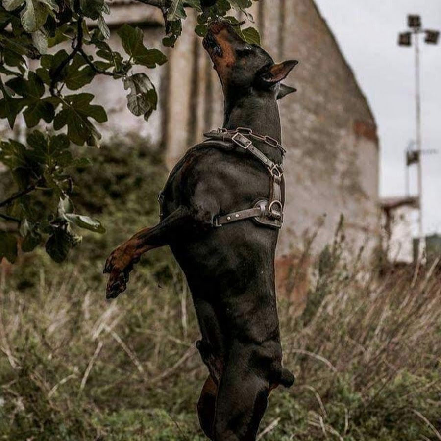 Помесь доберман и стаффорд. Питбуль и доберман. Гибрид бультерьера и добермана. Помесь доберман и стаффорд. Доберман и бультерьер.