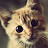 cat lady Avatar