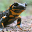A Serious Salamander