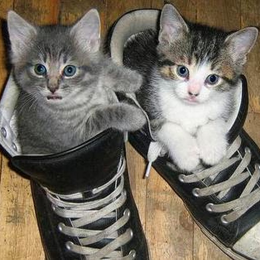 Кот найк. Котенок в кроссовках. Кошка в кедах. Кеды прикол. Кошка в босоножках.