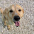 Planeta Zarpa. Dog Rescue in Spain