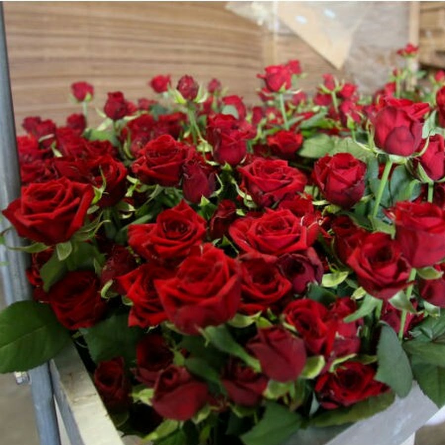 Роза новая Голландия