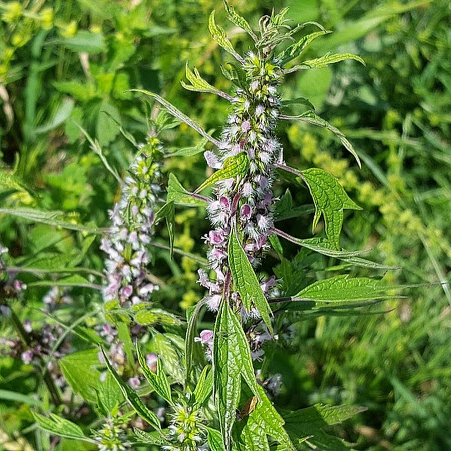 пустырник шалфей. губоцветные растения представители. яснотковые шалфей. пустырник шерстистый. пустырник медонос.