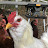 Animal Lovers Avatar