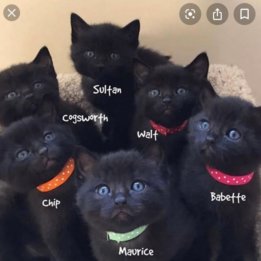 Включи много котика. Черные котята много. Шесть котят. Черные котята несколько. Котята 6 штук.