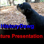 HistoryDawg YouTube Profile Photo