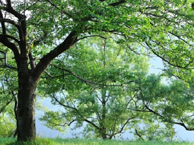 [最も共有された！ √] 自�� 癒し 画像 フリー 349862-自然 癒し 画像 フリー