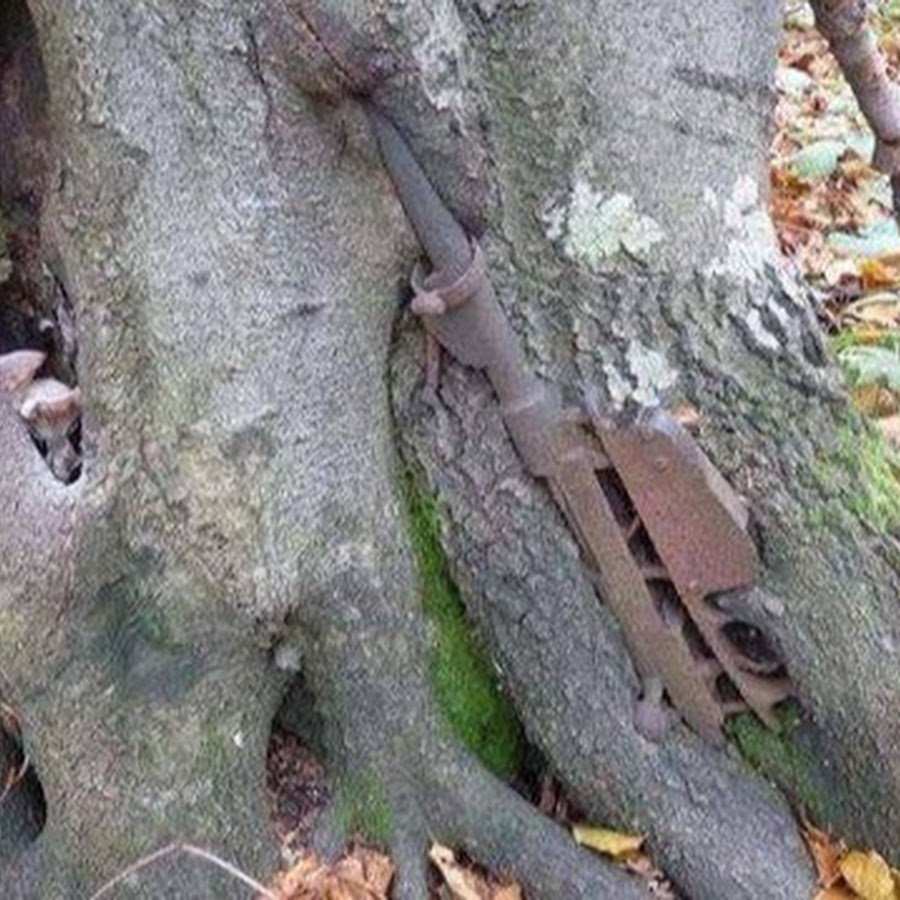 Человек врос в дерево Чернобыль