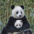 The Panda Cute and Funny