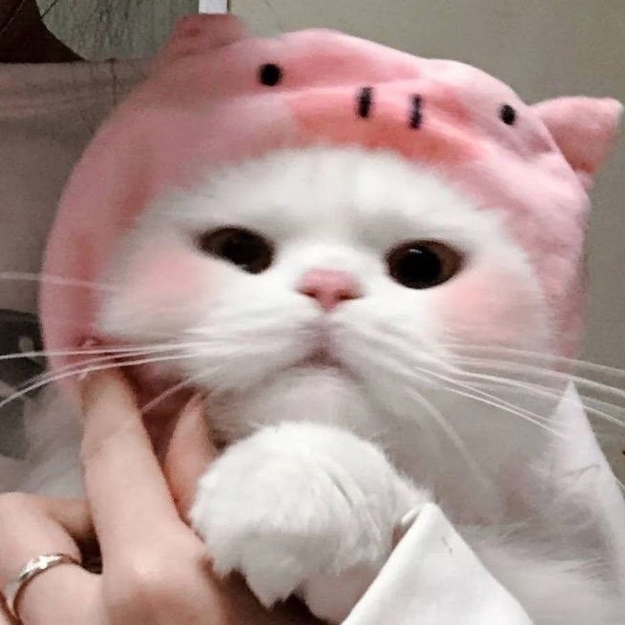 wallpaperpinterest.com Kittens cutest, Super cute kittens, Kitten wallpaper