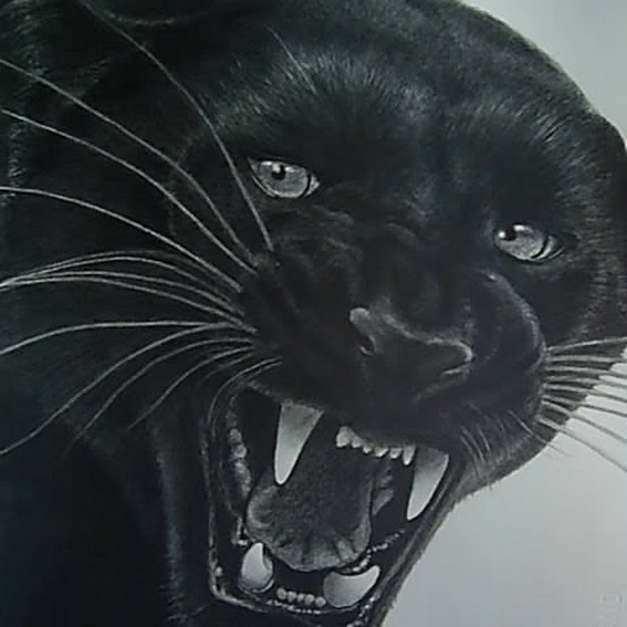 Картинки на аву пантера