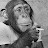 HomeschooledChimp Avatar