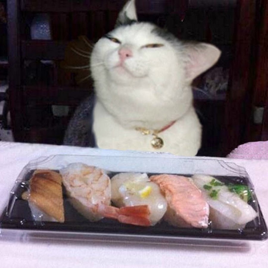 Котики и роллы
