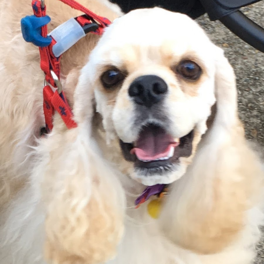 Kanta S Channel Youtube