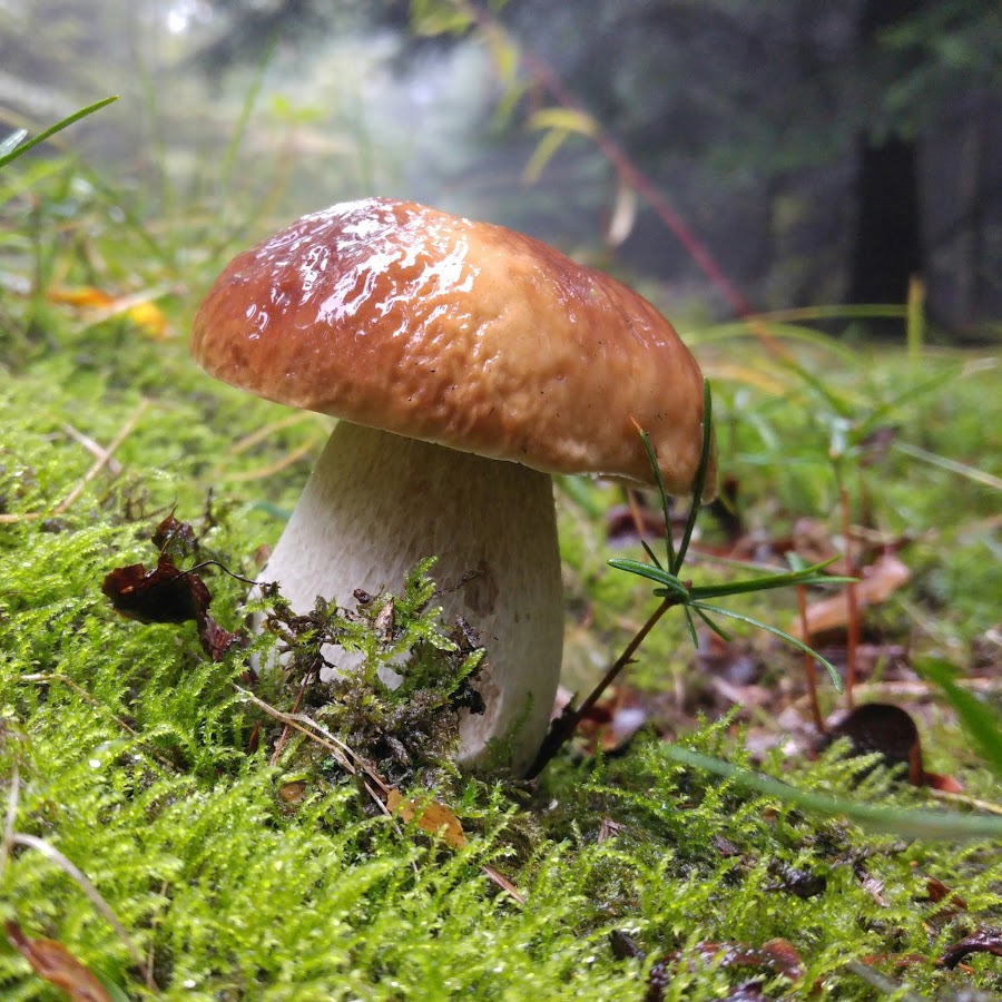 Paul And Mushrooms Youtube