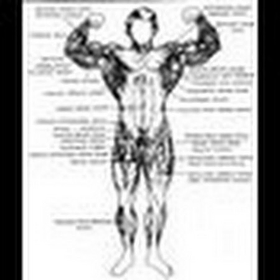 Схема описания мышц. Мышечная анатомия бодибилдинг. Мышцы схема. Группы мышц человека схема. Строение мышц бодибилдинг.