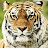 Tiger 19