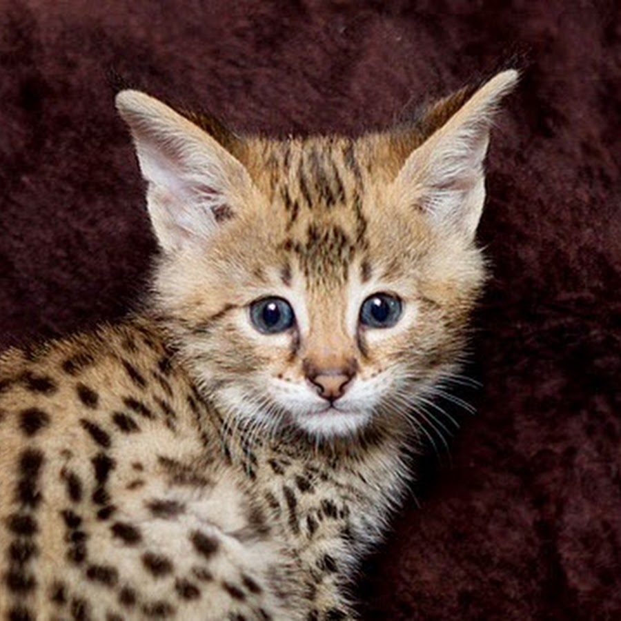 Лучшие гипоаллергенные кошки. Сибирская кошка Саванна. Ашера (кошка). Каракет. Гипоаллергенные коты.