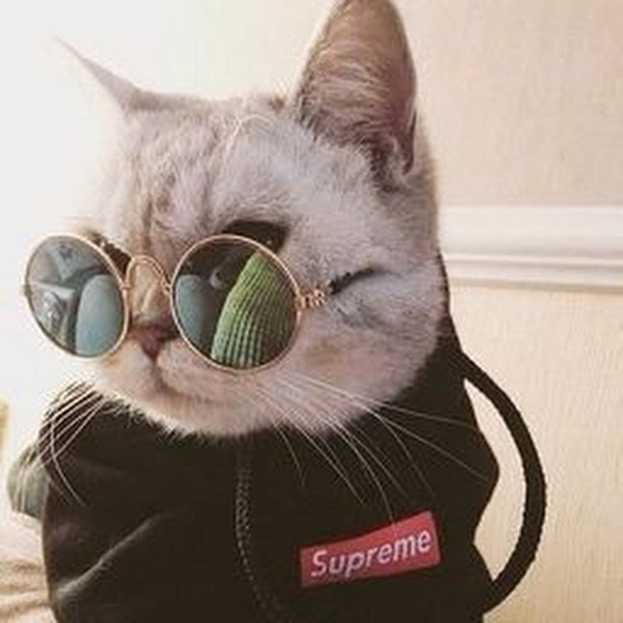 Крутой кот