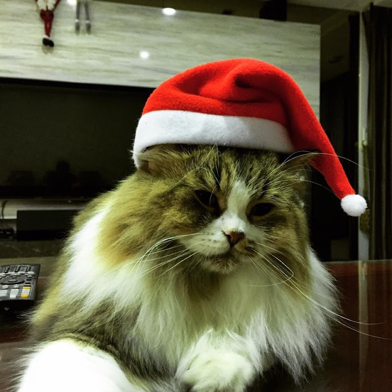 咕嘰啾咪 - 網紅的藏寶箱 