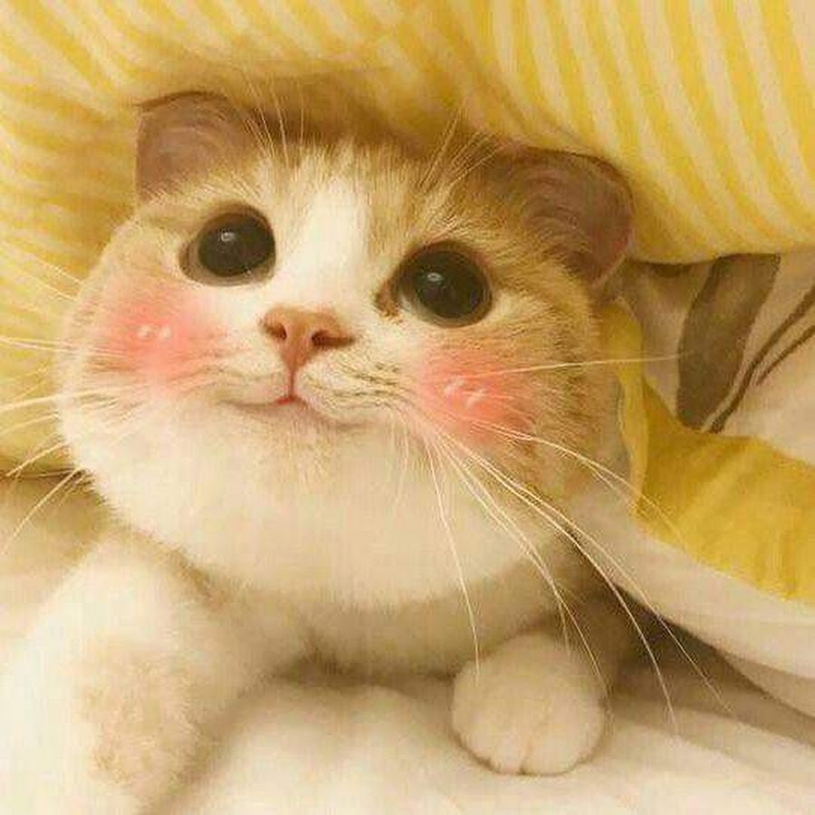 Милые коты Мем
