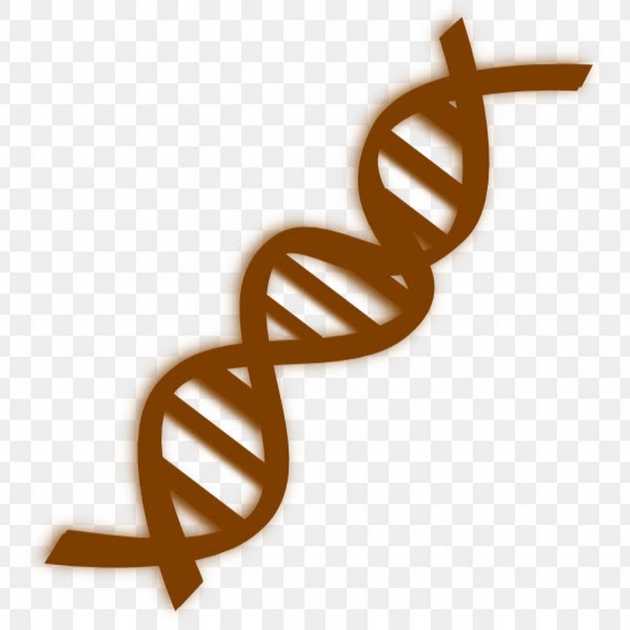 Наследственная линия. Спираль ДНК. Генетика. ДНК клипарт. ДНК пдф.