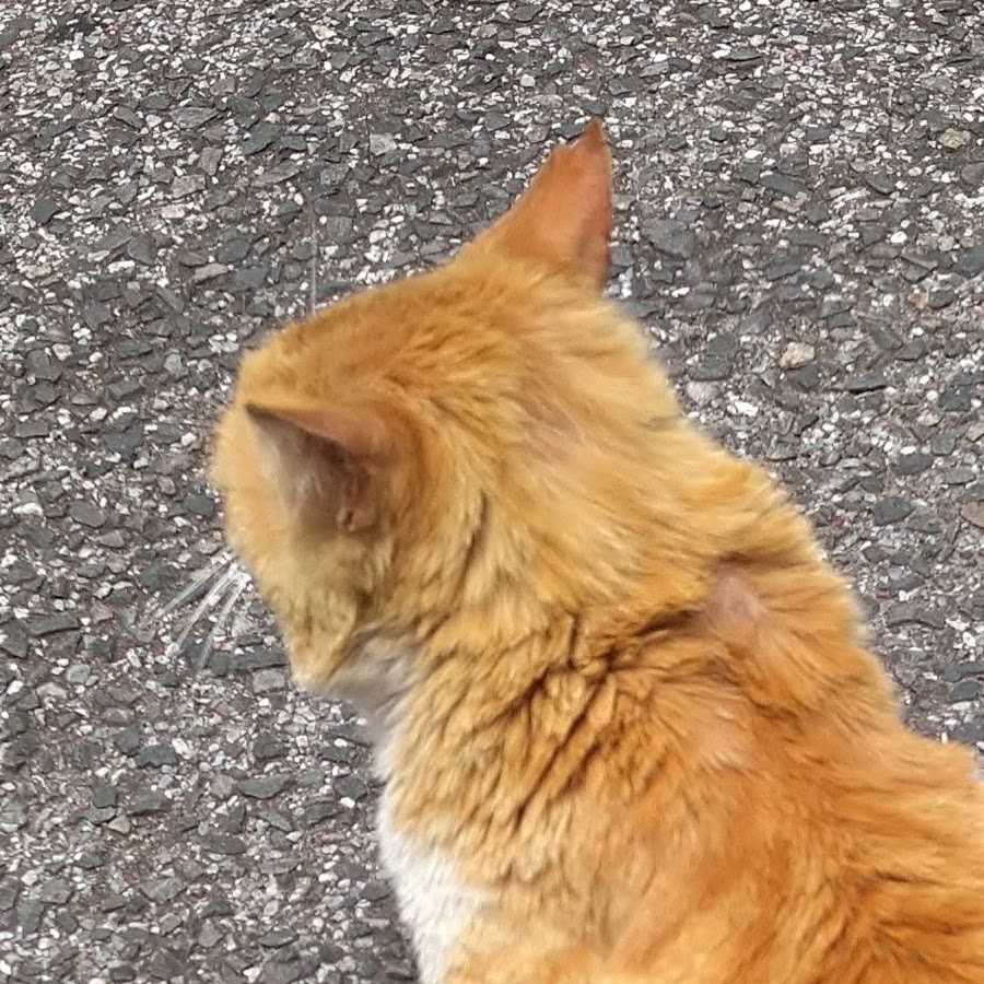 どうせみんないなくなる Youtube