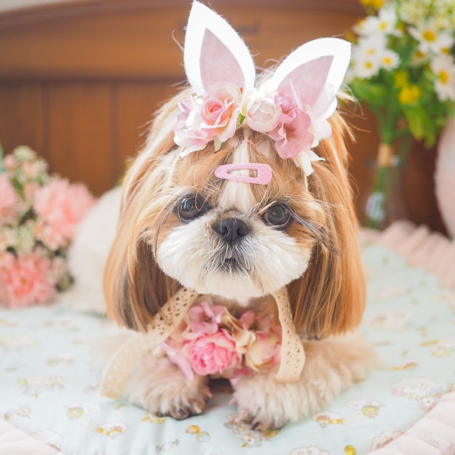 ひより日和 シーズー犬ひよりちゃんと黒猫の月ちゃん Youtube