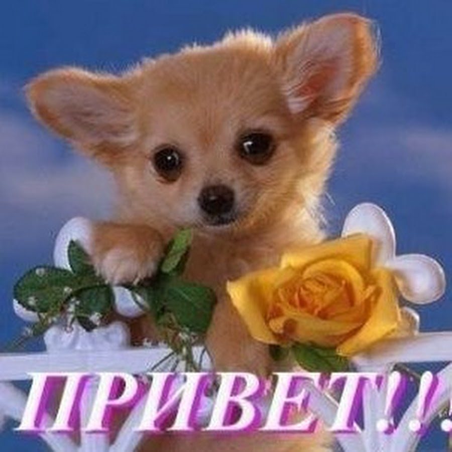 Привет мир картинки милые