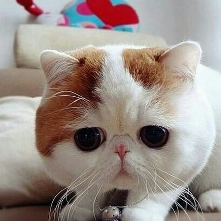 Милый кот