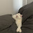 Assistant