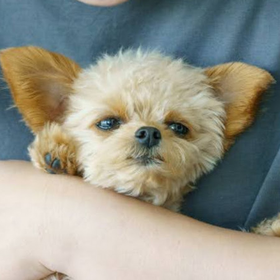 Ano One あのわん Youtube