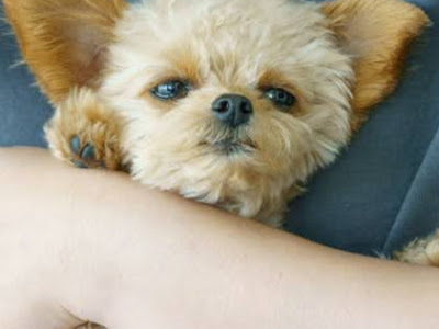 √100以上 ano 犬 137482