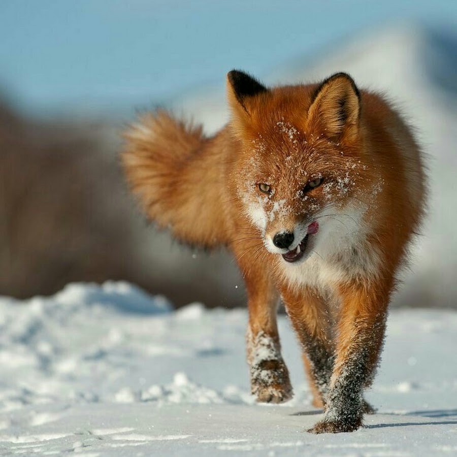 Fox russia. Огнёвка Вятская лиса. Оскал лисы. Лисица злится. Лиса рычит.
