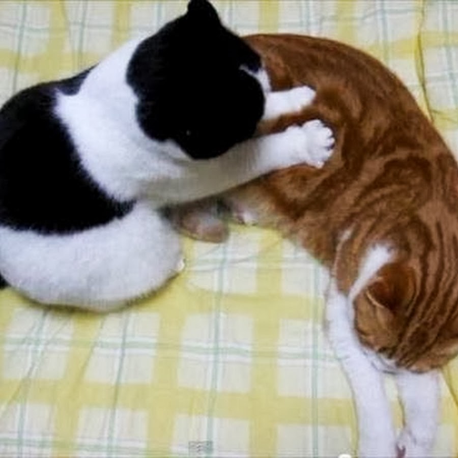 Кошка лапами мнет хозяина. Кот массажирует. Кот массажирует лапами. Кот мнет лапами. Кот делает массаж.