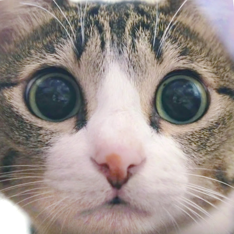 MAKO0MAKO0 - 網紅的藏寶箱 