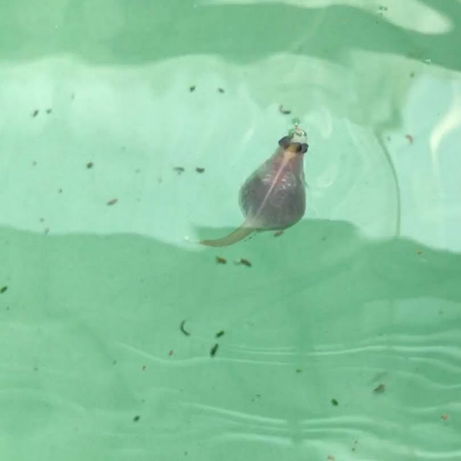 メダカのおっちゃんねる Youtube