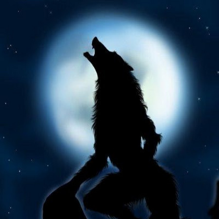 Волк оборотень. Вервольф волк оборотень 2008. Полнолуние и оборотни. Вервольф волк оборотень. Воющий оборотень.