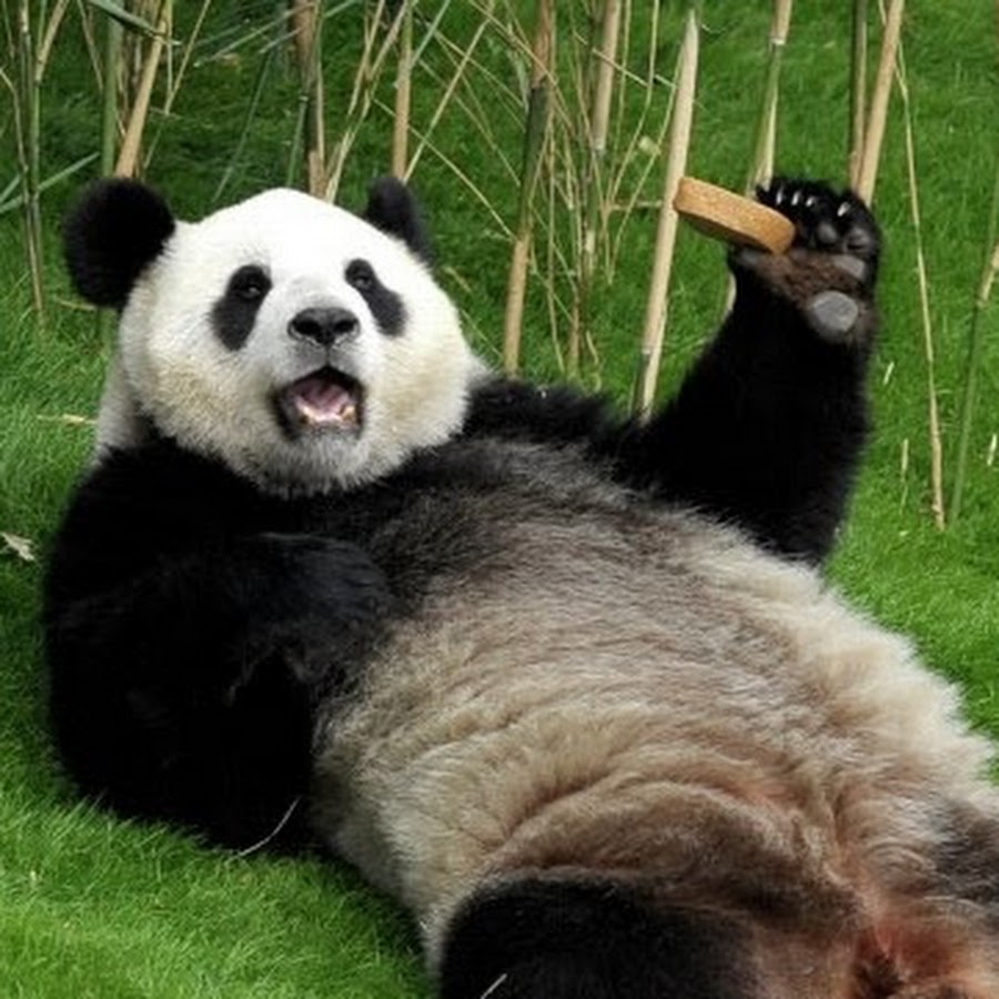 Пьяная панда картинки