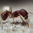 brandon HVAC/ANTS