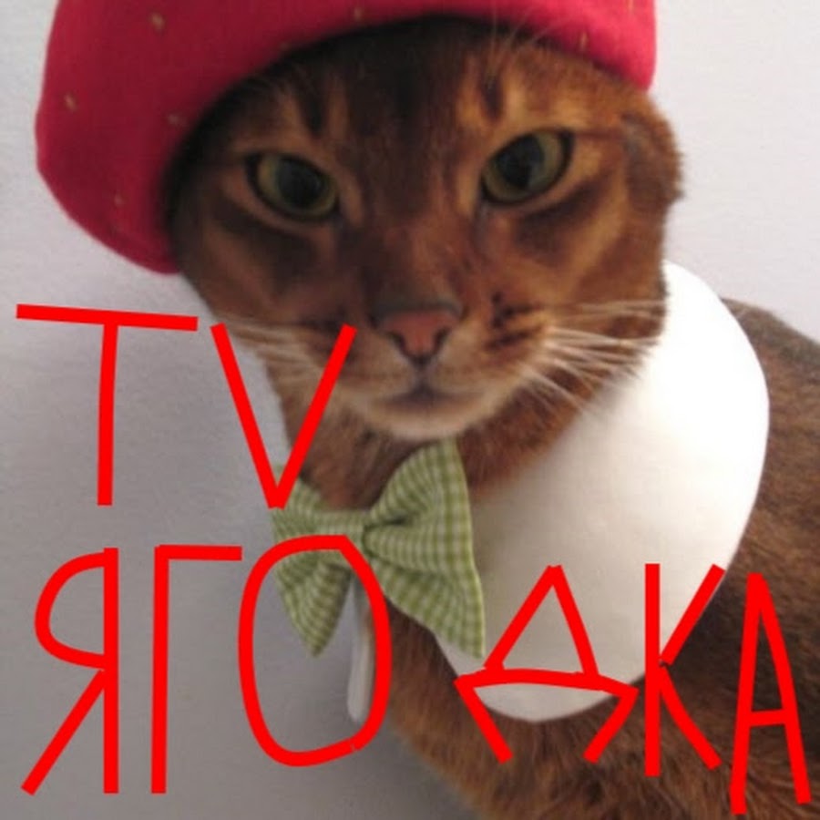 Кот в беретке